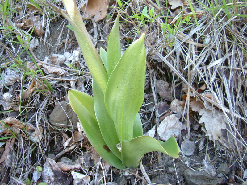 Barlia robertiana